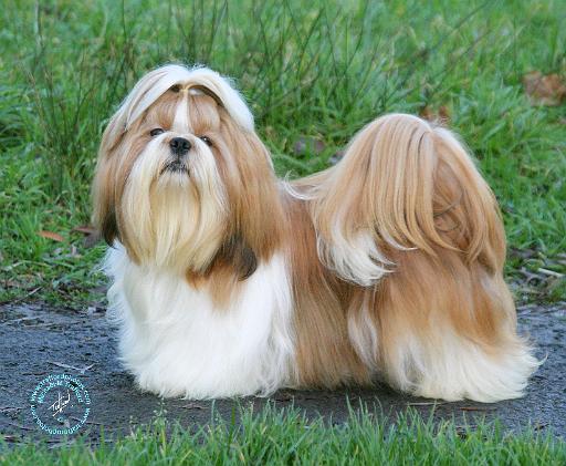 Shih Tzu 9Y108D-035.JPG